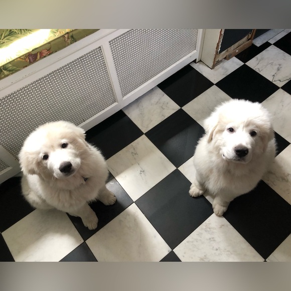 Meet your Posher, Posh - Picture 1 of 5